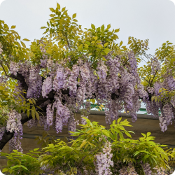 wisteria-image