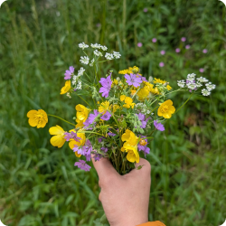 wildflowers-image